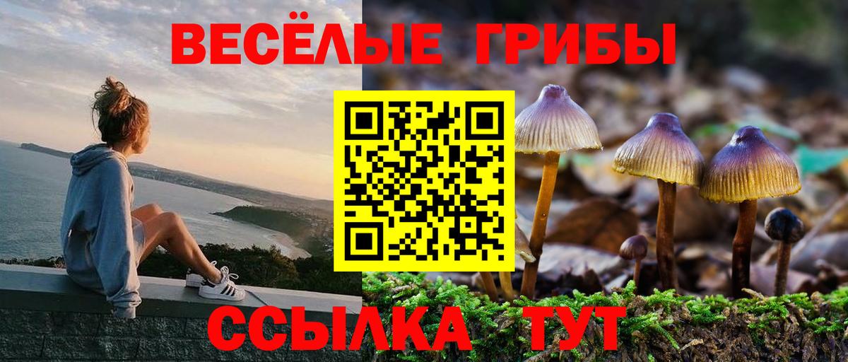 Псилоцибиновые грибы Psilocybine cubensis Торжок